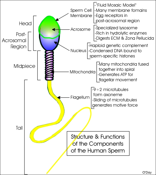 cells except human sperm Nucleus
