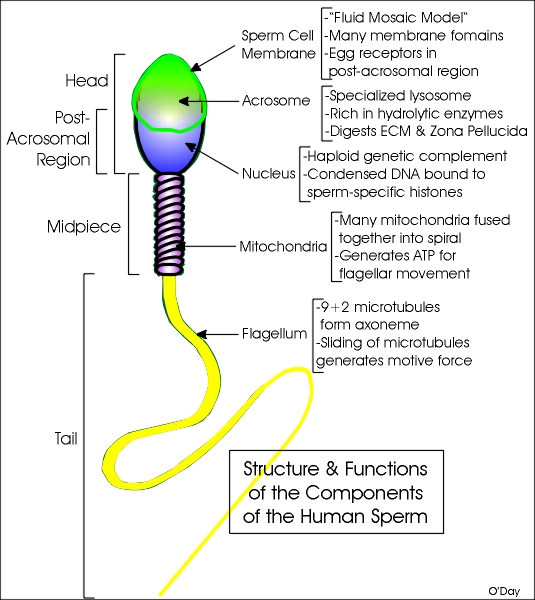 Hout recommends best of Nucleus human cells except sperm cells except human sperm Nucleus